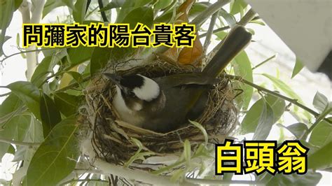 家裡鳥築巢|白頭翁來報喜 